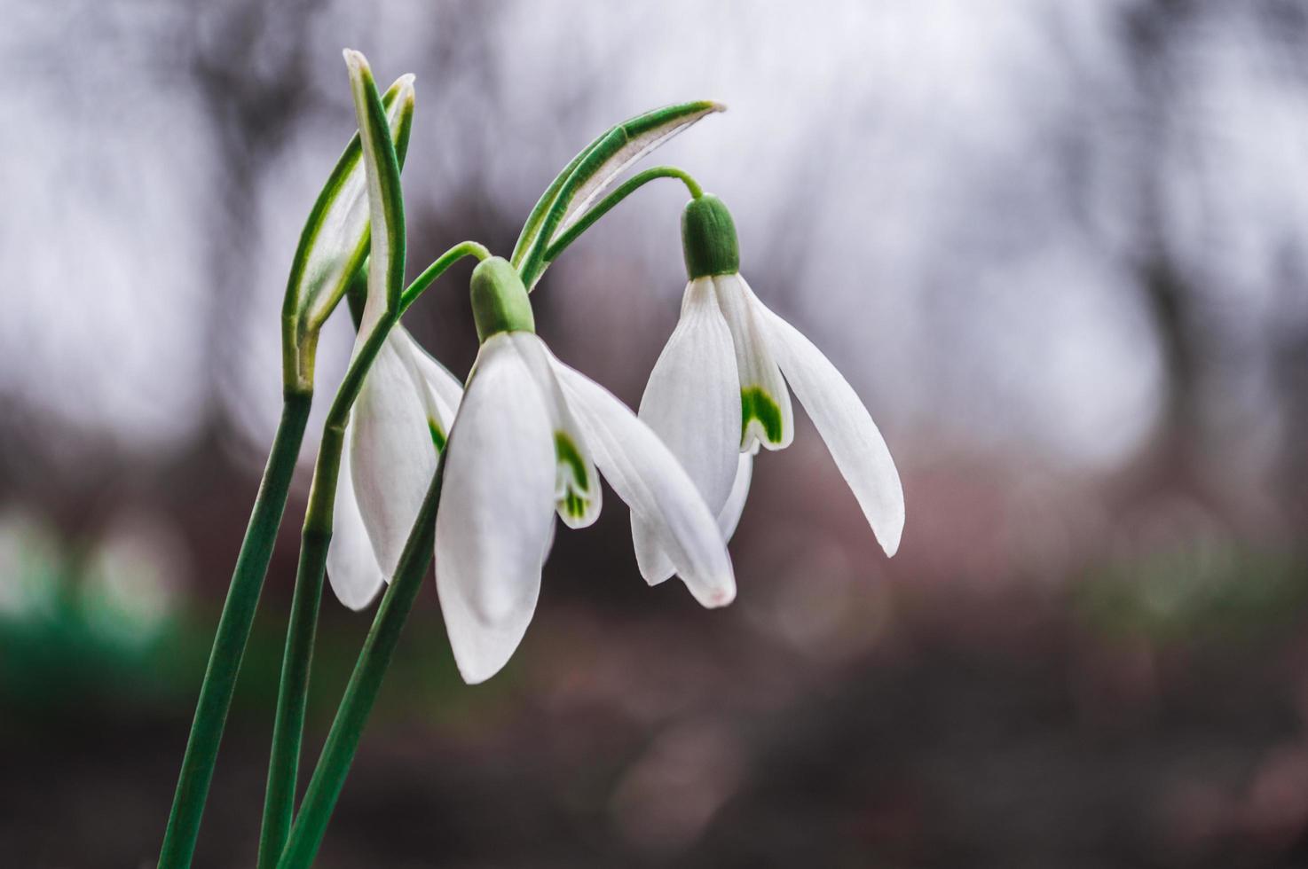 Perce-neige blanc gros plan avec arrière-plan flou photo