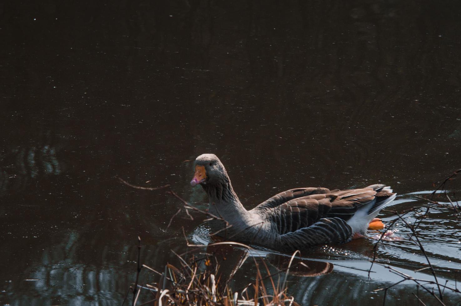 troupeau d'oies sauvages mangeant dans la rivière photo