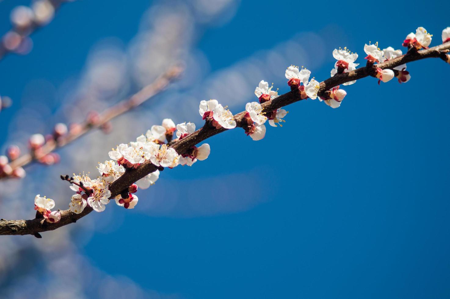 fleurs d'abricot aux pétales blancs et rouges photo