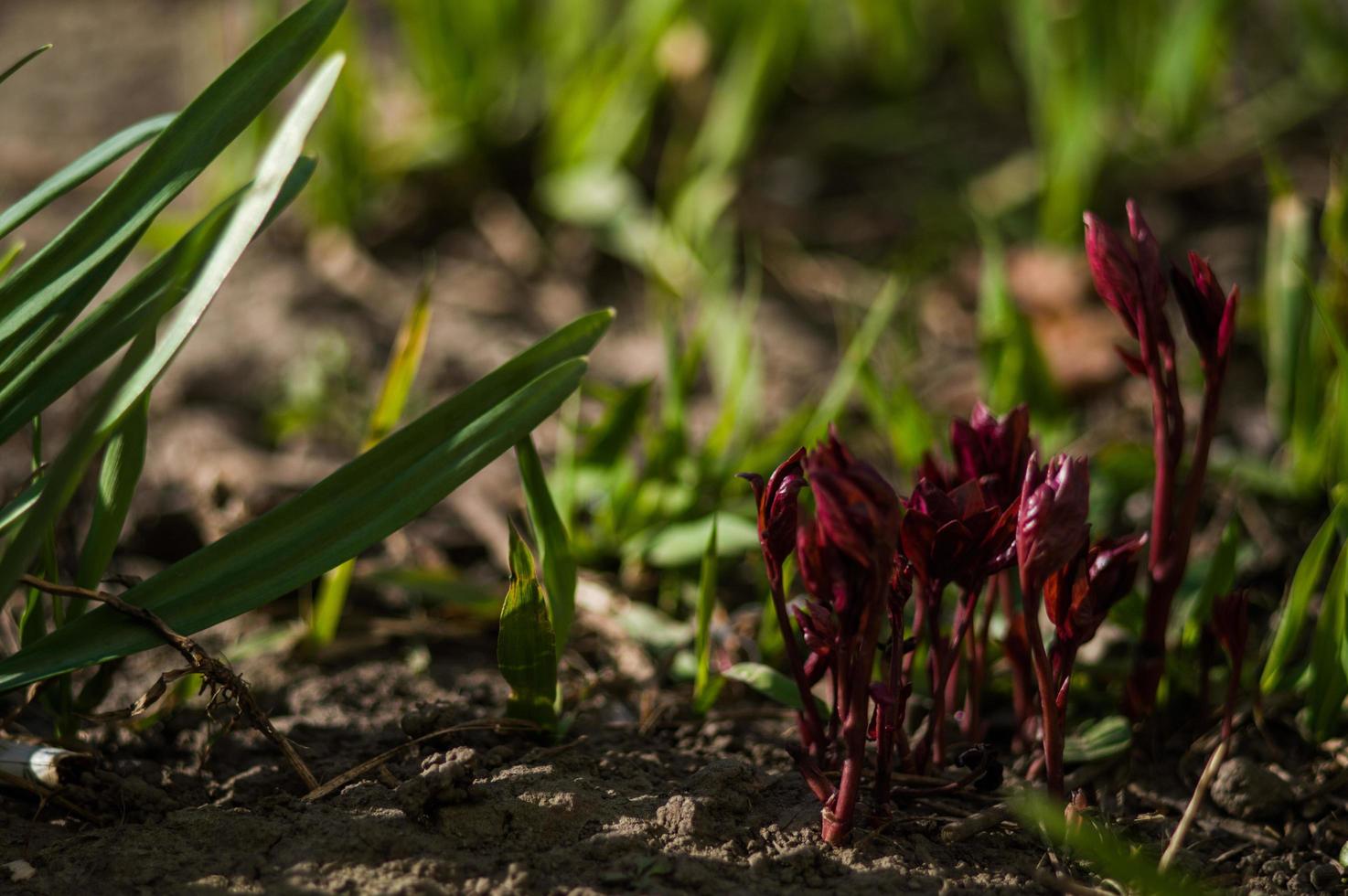 gros plan de plantes rouges sur fond flou photo