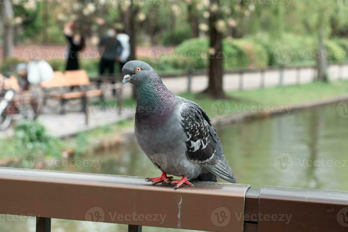 Pigeon séance à le balcon avec étang Contexte photo