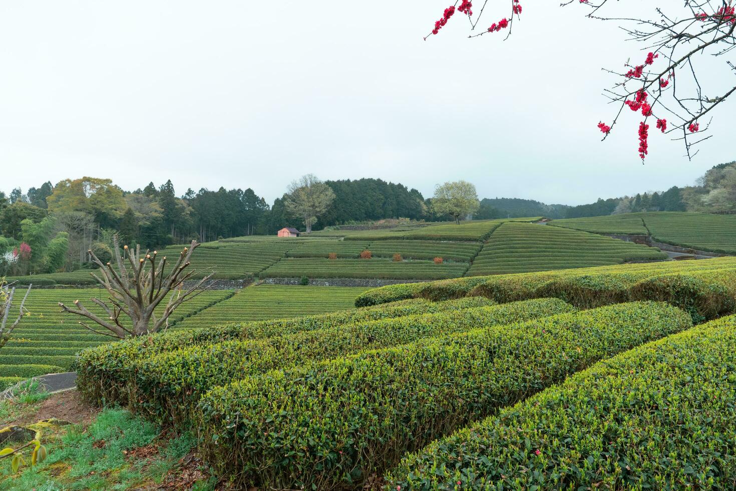 thé plantations Contexte dans Japon dans une nuageux journée photo