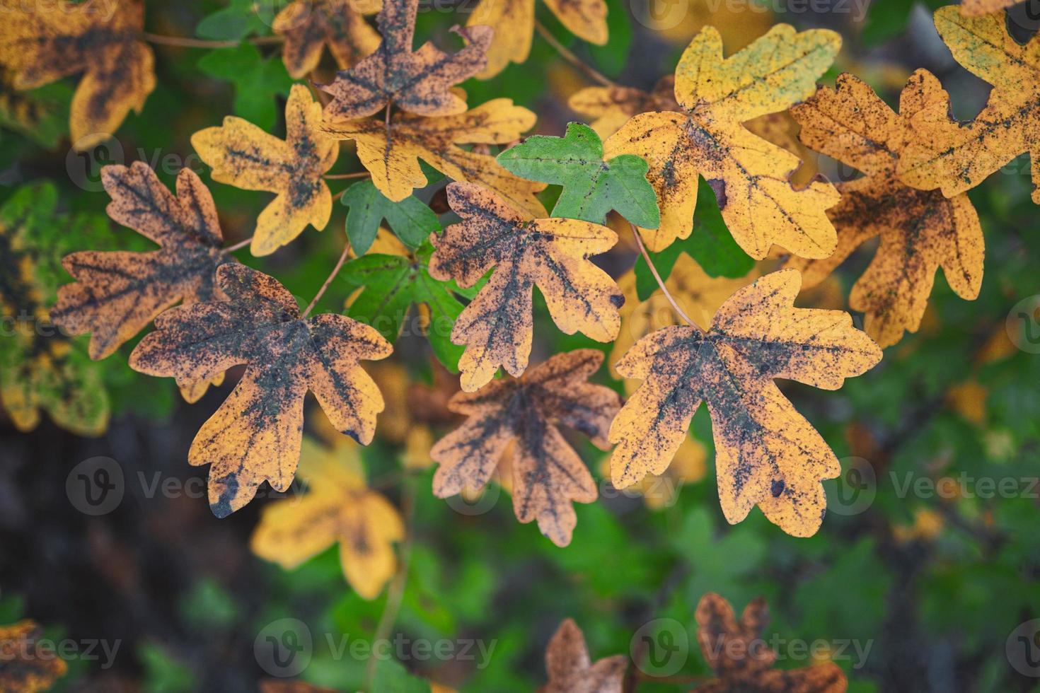 feuilles d'arbres jaunes en saison d'automne photo