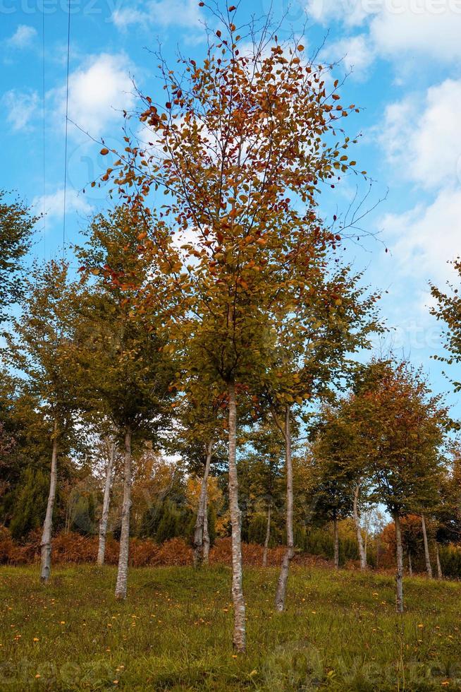 arbres à feuilles rouges en automne photo