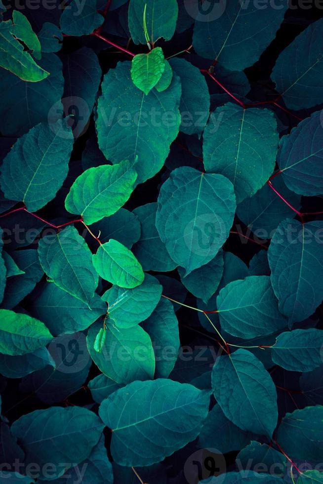 plante bleue et verte laisse fond bleu photo