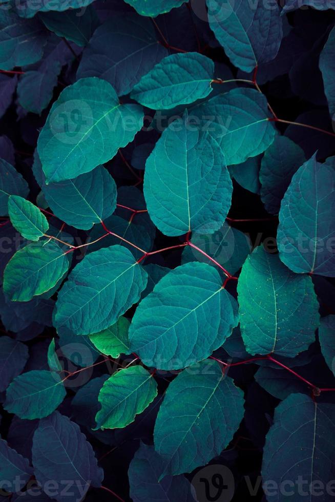 plante bleue et verte laisse fond bleu photo