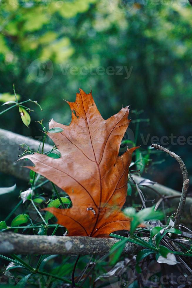 feuille brune en automne photo