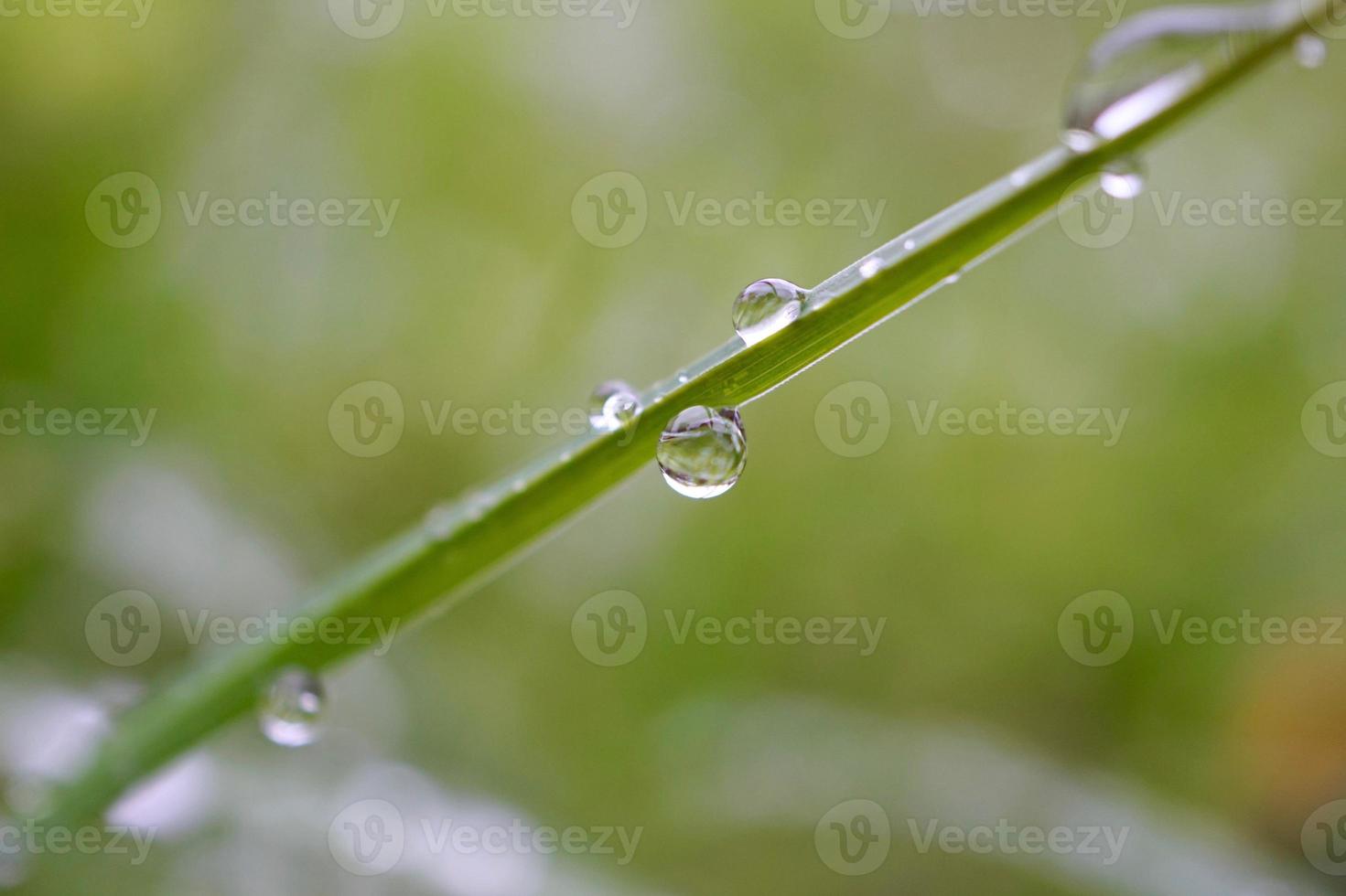 gouttes de pluie sur les plantes les jours de pluie photo