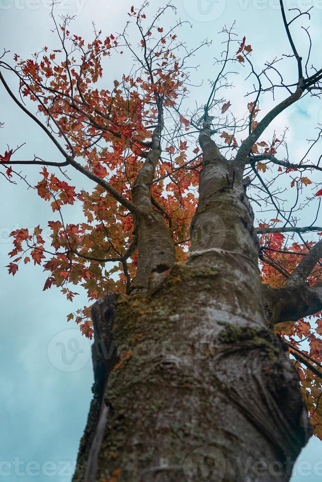 arbres à feuilles rouges en automne photo