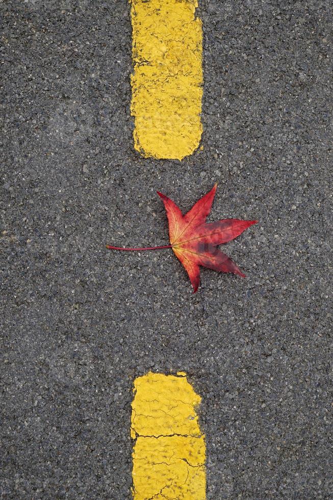 feuilles d'érable rouge en automne photo