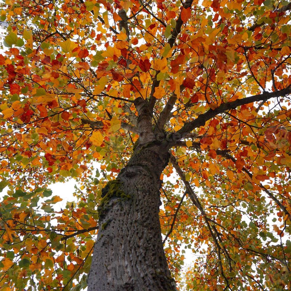 arbre aux feuilles rouges et brunes en automne photo