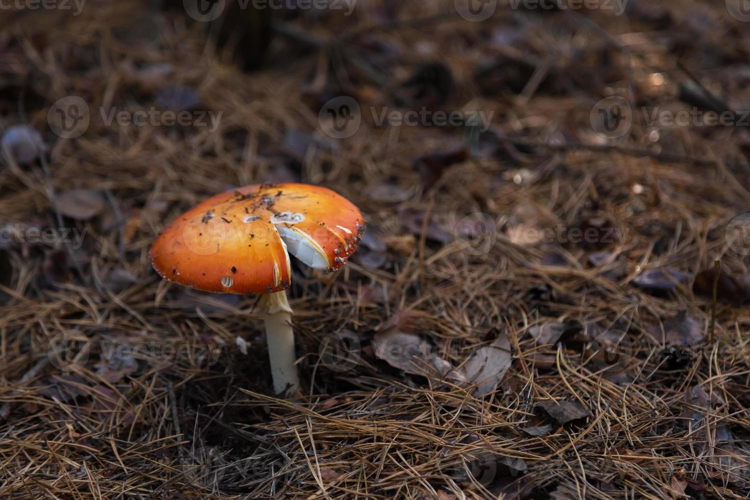 gros champignon dans la forêt photo