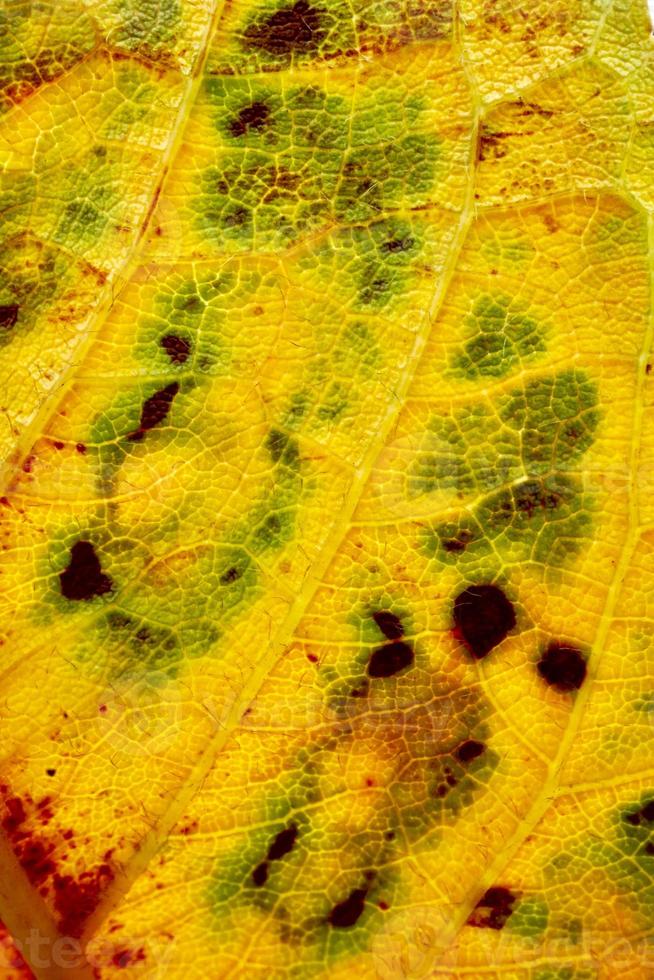 feuille jaune en automne fond jaune photo