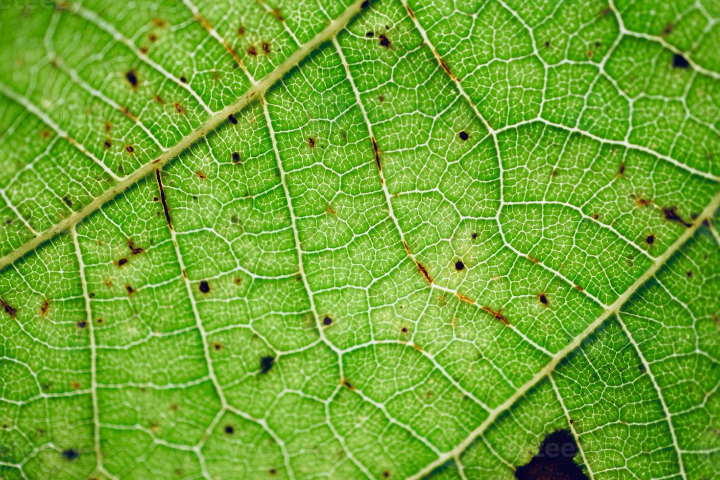 feuille verte veines fond vert photo