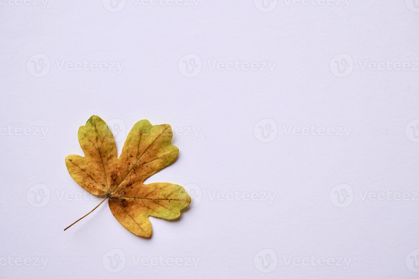 feuilles jaunes sur fond blanc photo