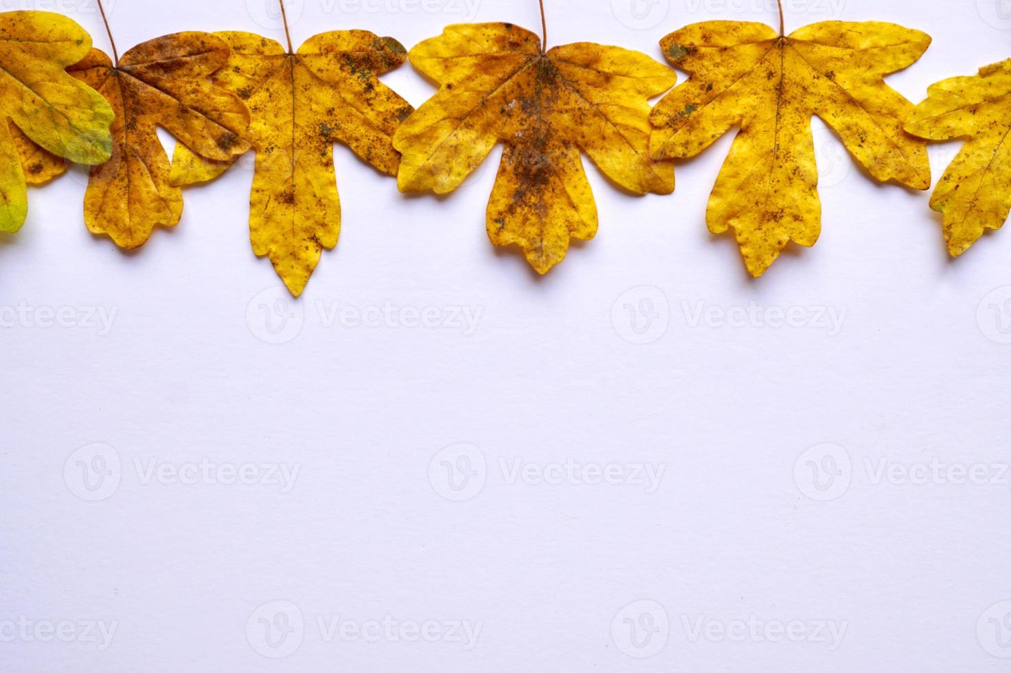 feuilles jaunes sur fond blanc photo