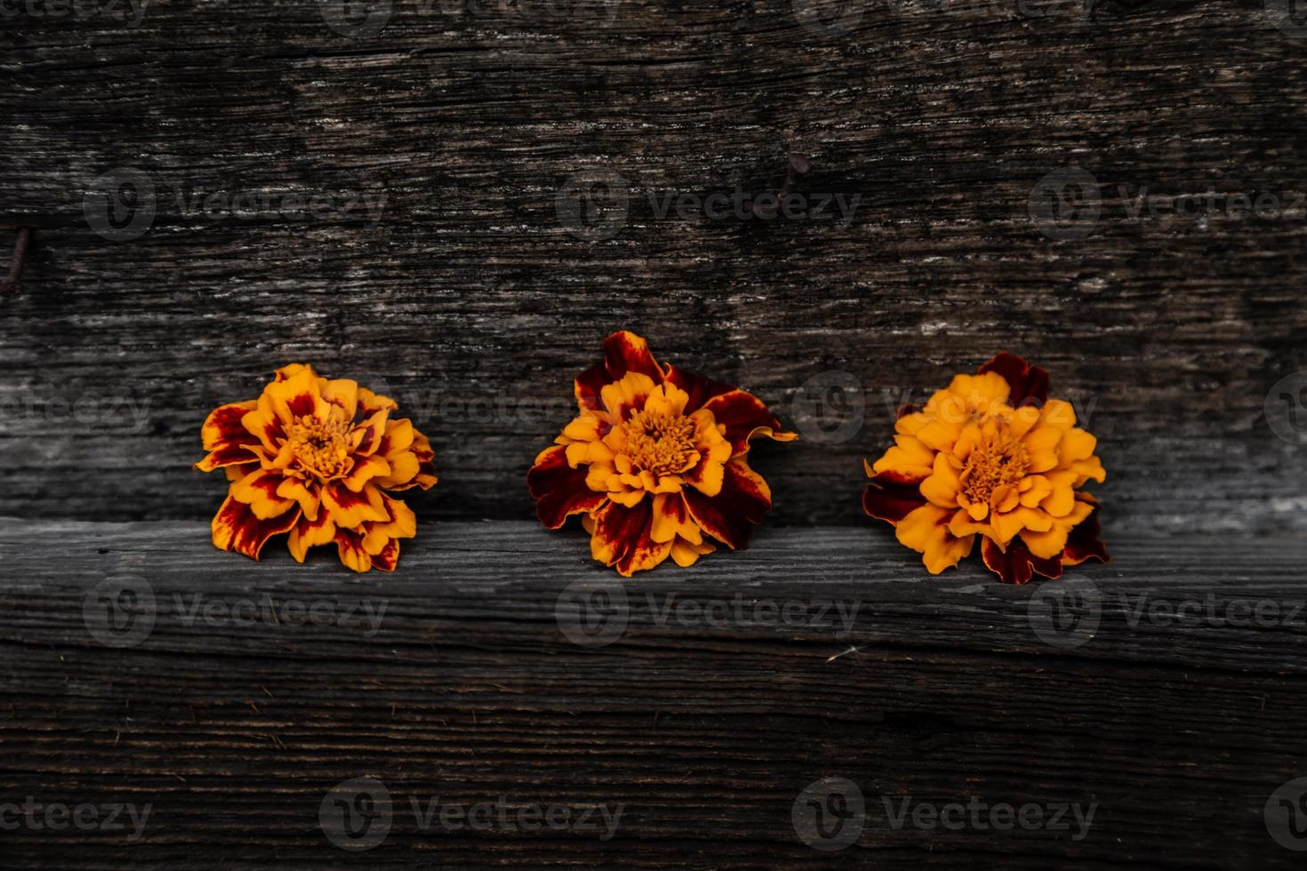 Trois fleurs de tchernobrivtsi jaunes se trouvent sur le fond en bois photo