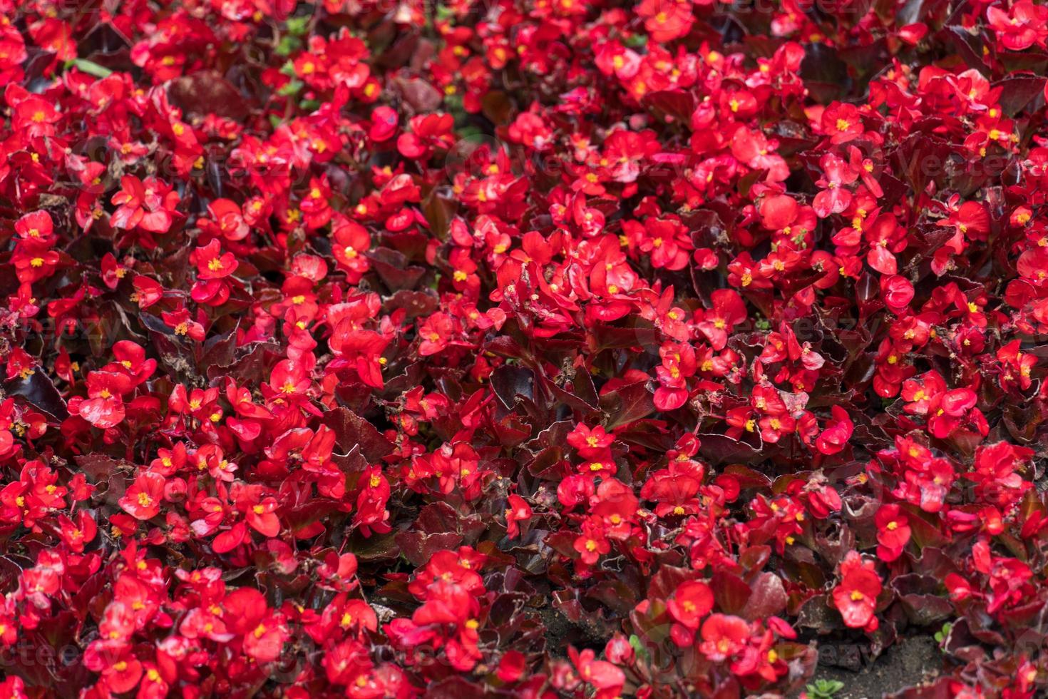 fond de texture de fleurs rouges photo