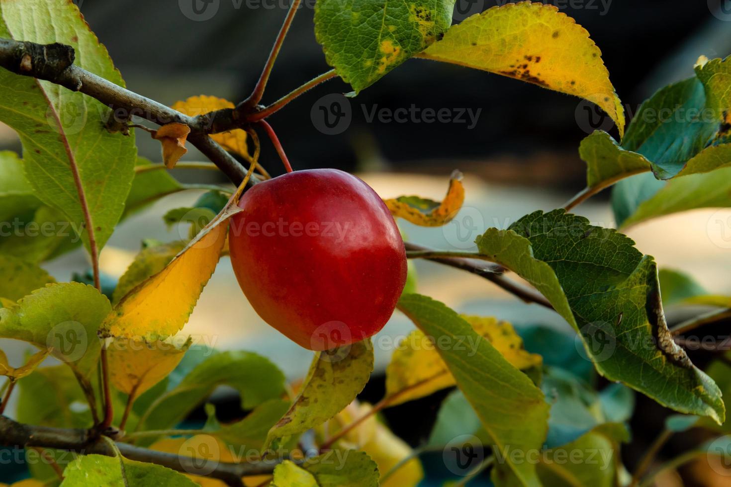 Pomme rouge crue fraîche sur la branche dans le jardin aux beaux jours photo