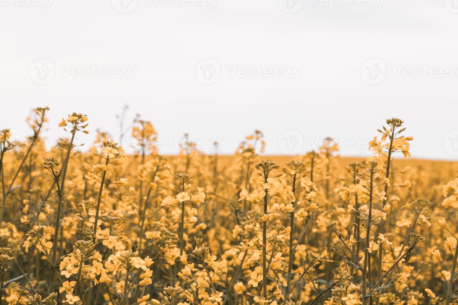 champ de colza en fleurs photo