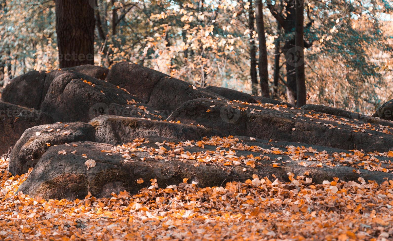 Rocher plein de mousse et de feuilles jaunes dans la forêt d'automne colorée photo