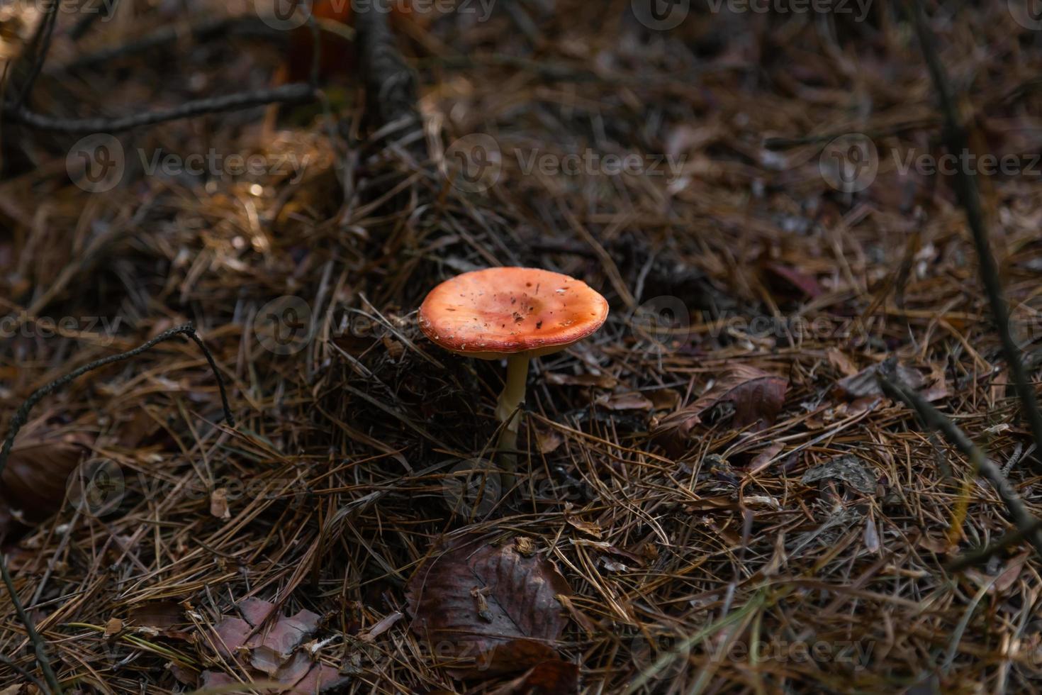 gros champignon dans la forêt photo