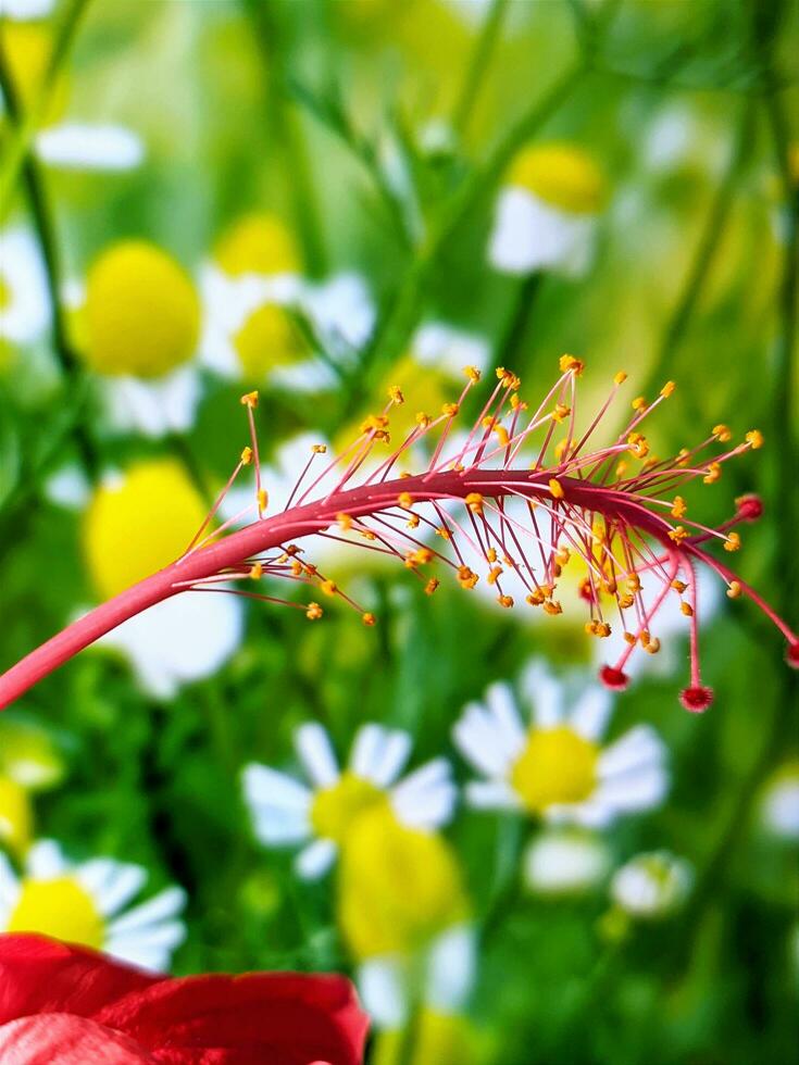 proche en haut, macro la photographie de végétaux, fleurs photo