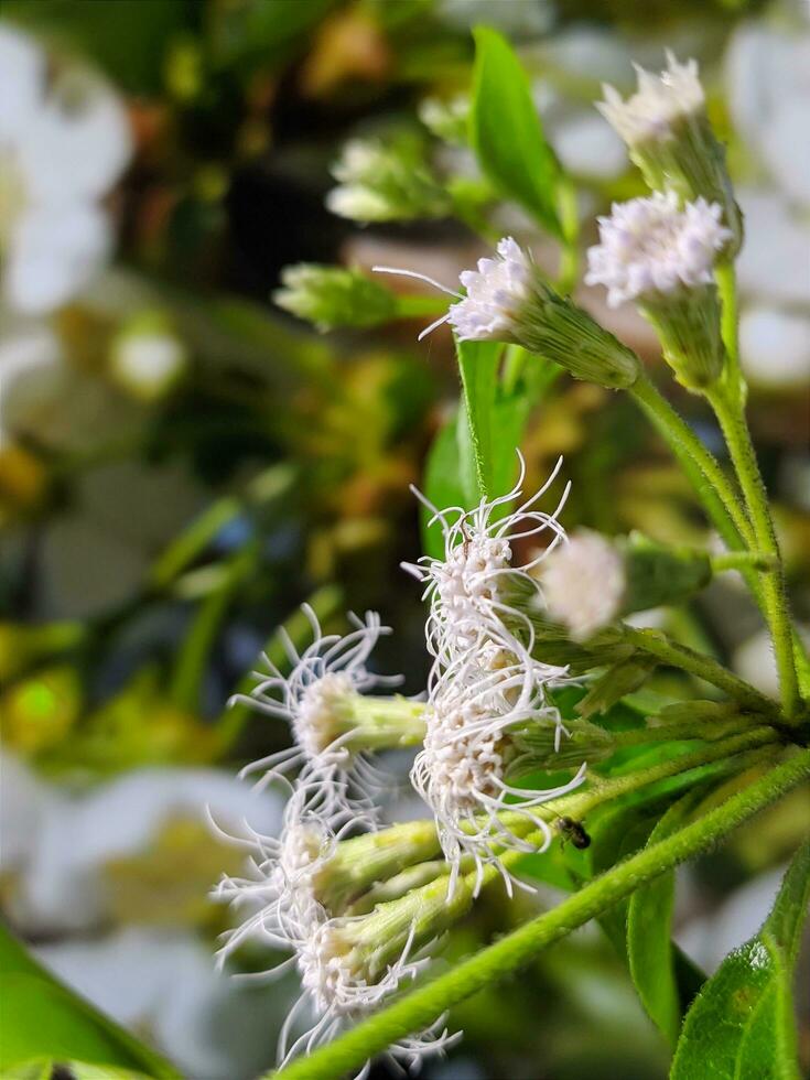 proche en haut, macro la photographie de végétaux, fleurs photo