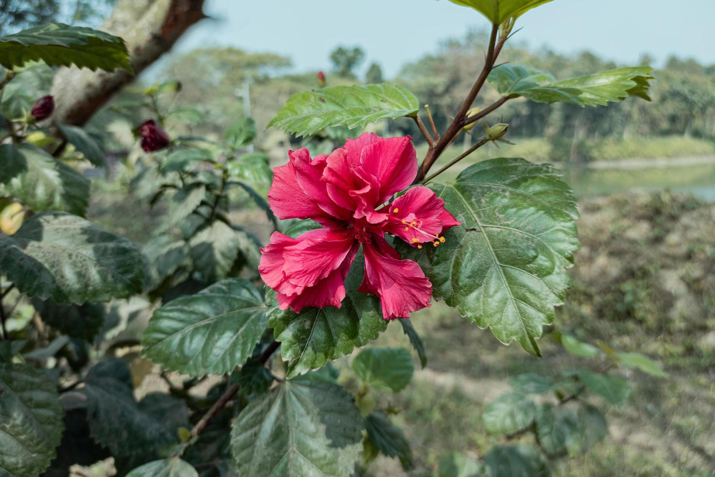 Gros plan d'une belle fleur d'hibiscus rose avec des feuilles vertes fleurissent dans le jardin photo