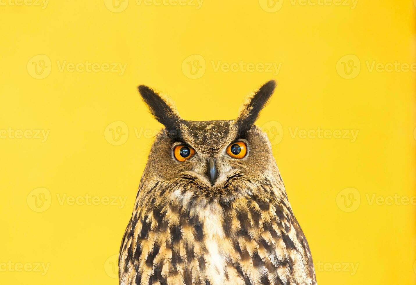 hibou gros plan en regardant la caméra. un animal, personne, concept de sauvagerie et de faune. photo