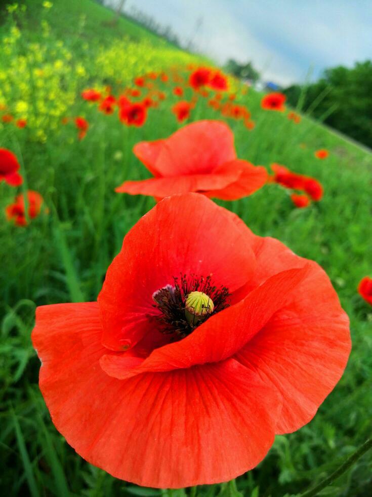 rouge coquelicots sur une vert champ photo