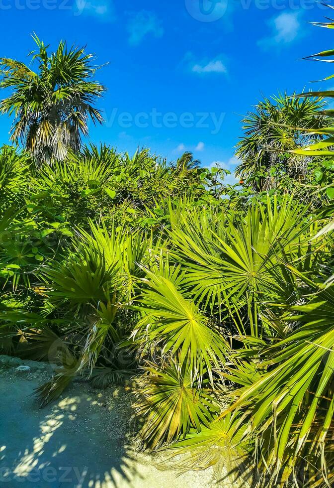 tropical jungle en marchant chemin paume des arbres Tulum maya ruines Mexique. photo