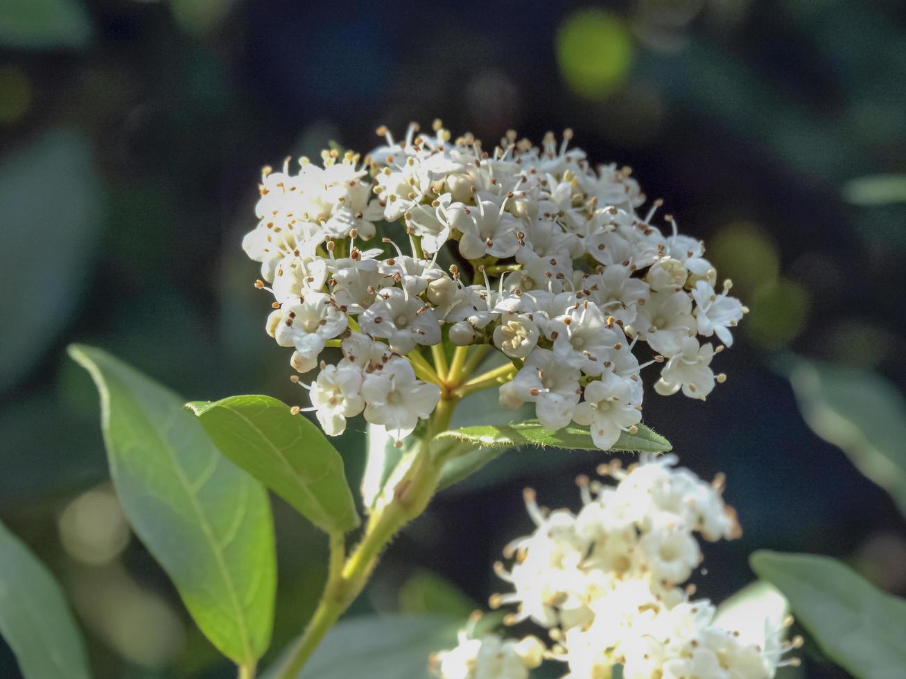 fleurs de viorne blanches et feuilles vertes au printemps photo