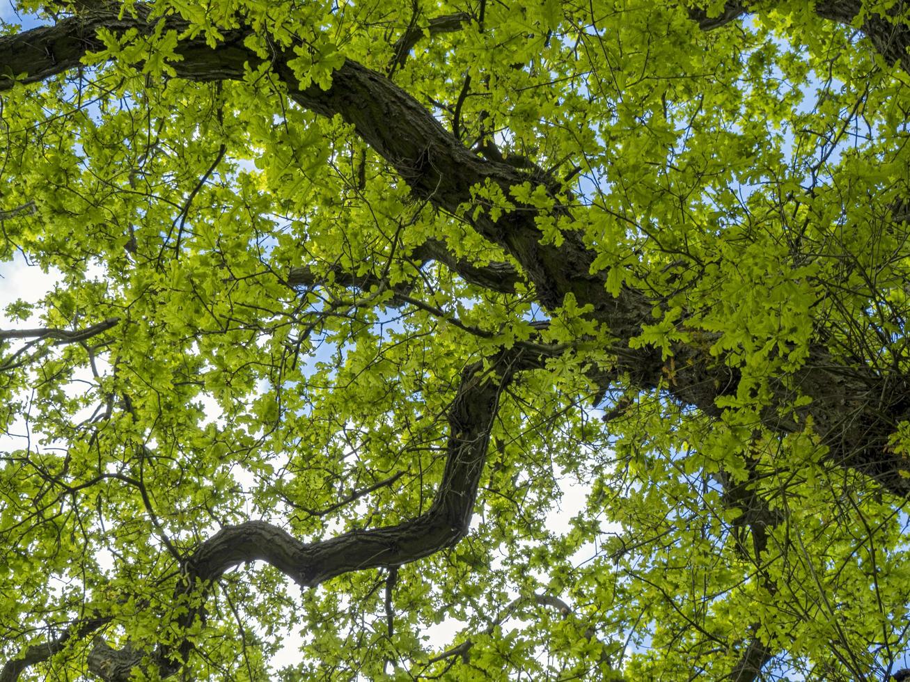 Feuilles de printemps vert frais sur un chêne photo