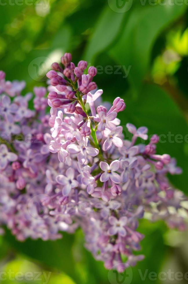 jolies fleurs de lilas violet en fleurs au soleil photo