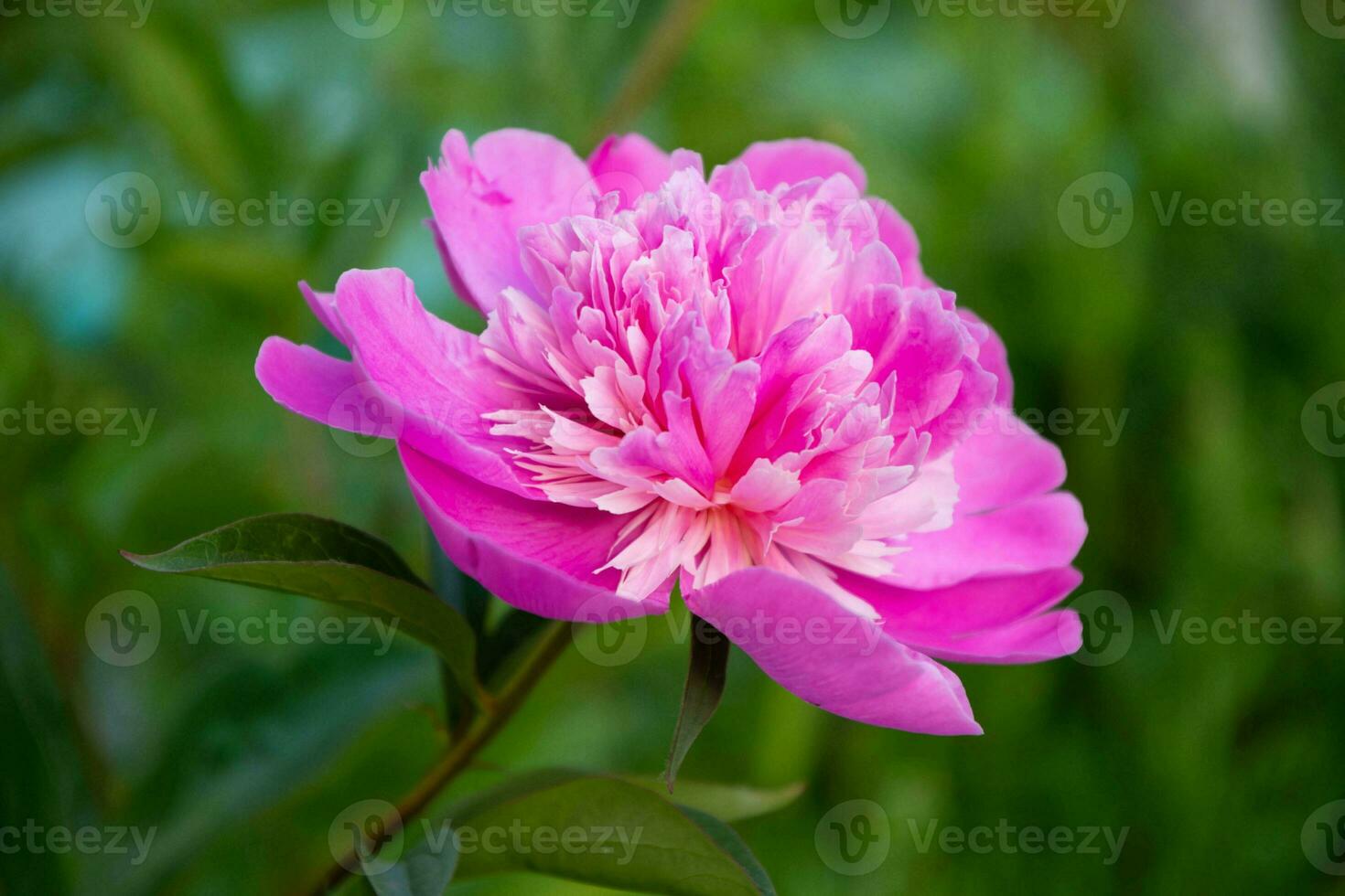 rose pivoine fleur dans le jardin sur une Contexte de vert feuilles photo