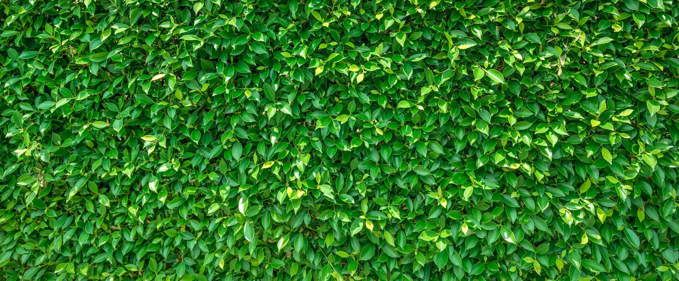 vert feuilles Contexte texture dans la nature photo