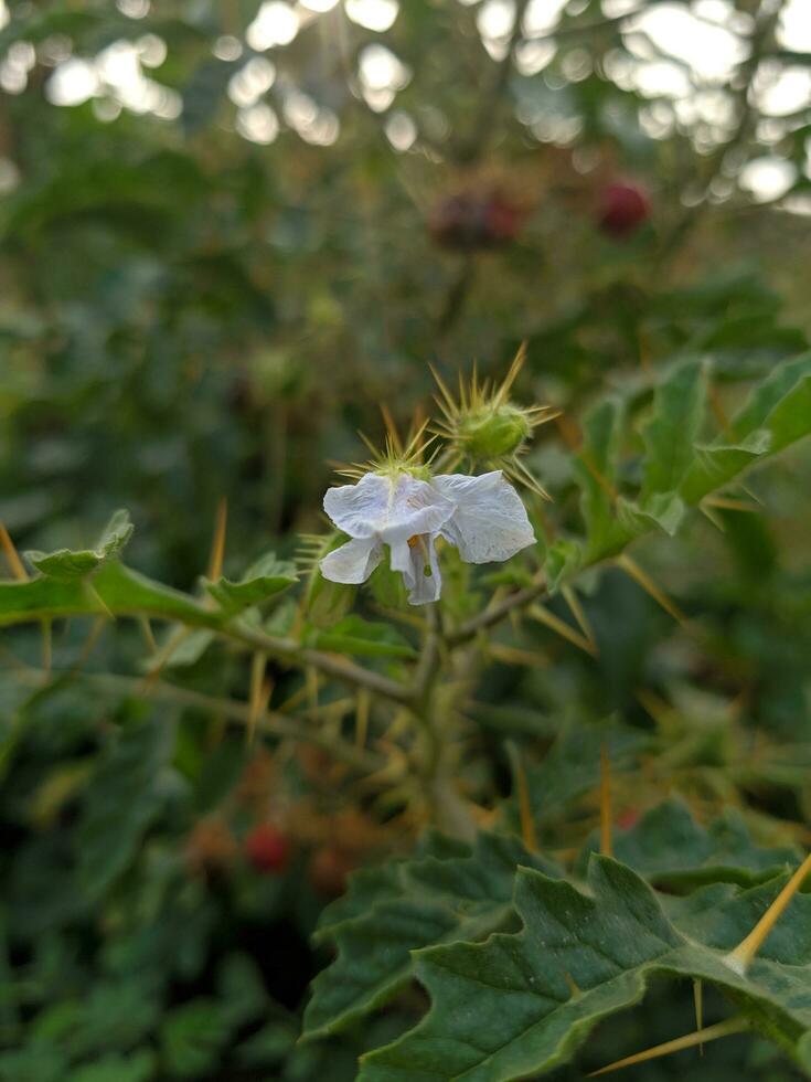 Naturel beauté gratuit Télécharger photo