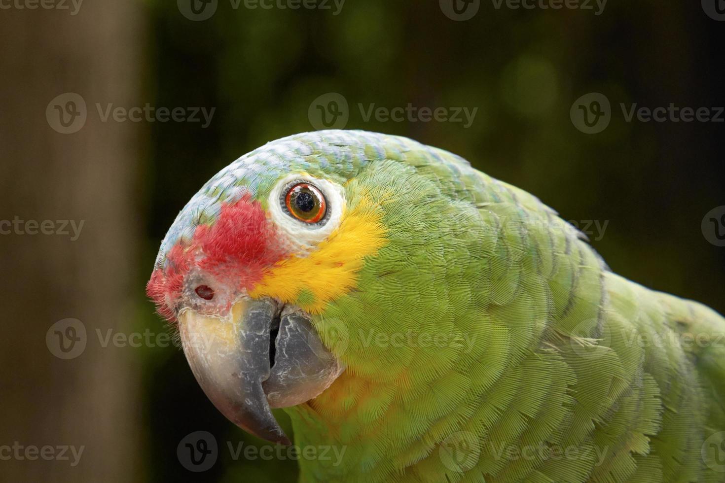 gros plan, portrait, de, a, perroquet vert photo