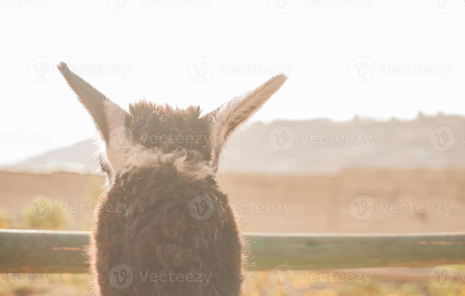 Détail d'un lama anonyme regardant par-dessus la clôture photo