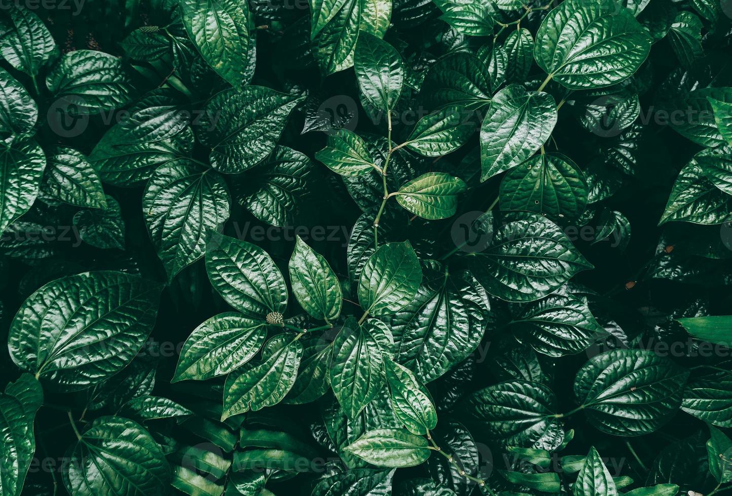 feuille verte tropicale dans un ton foncé photo