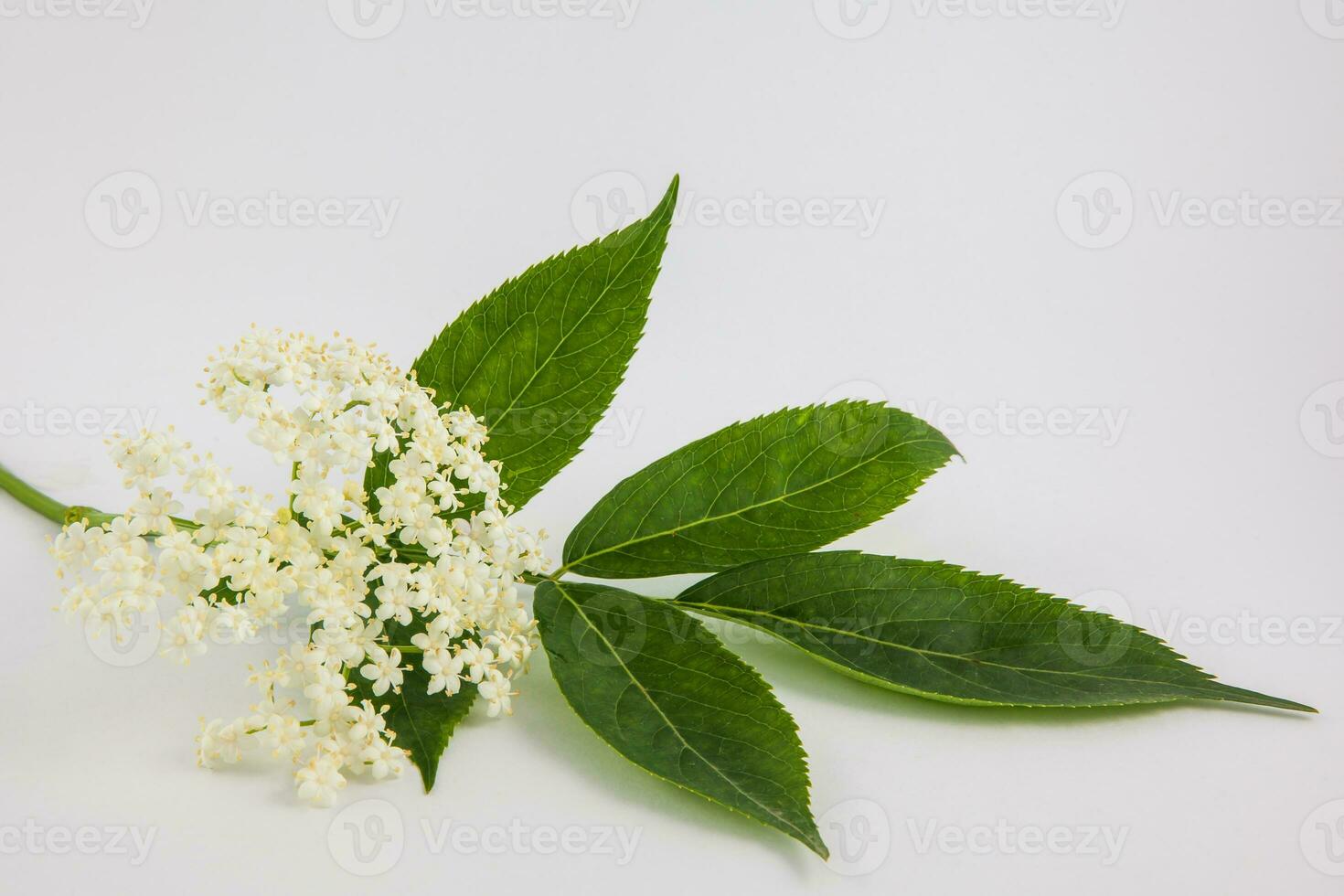 inflorescence et feuilles de fleur de sureau sur blanc Contexte. sambucus nigra photo