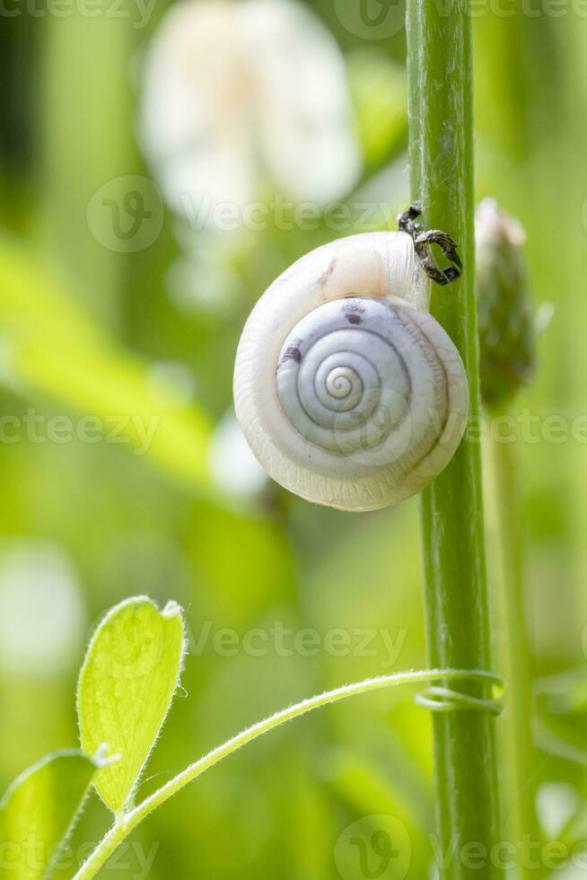 magnifique petit escargot séance sur vert tige dans le jardin. escargot coquille dans vert herbe photo