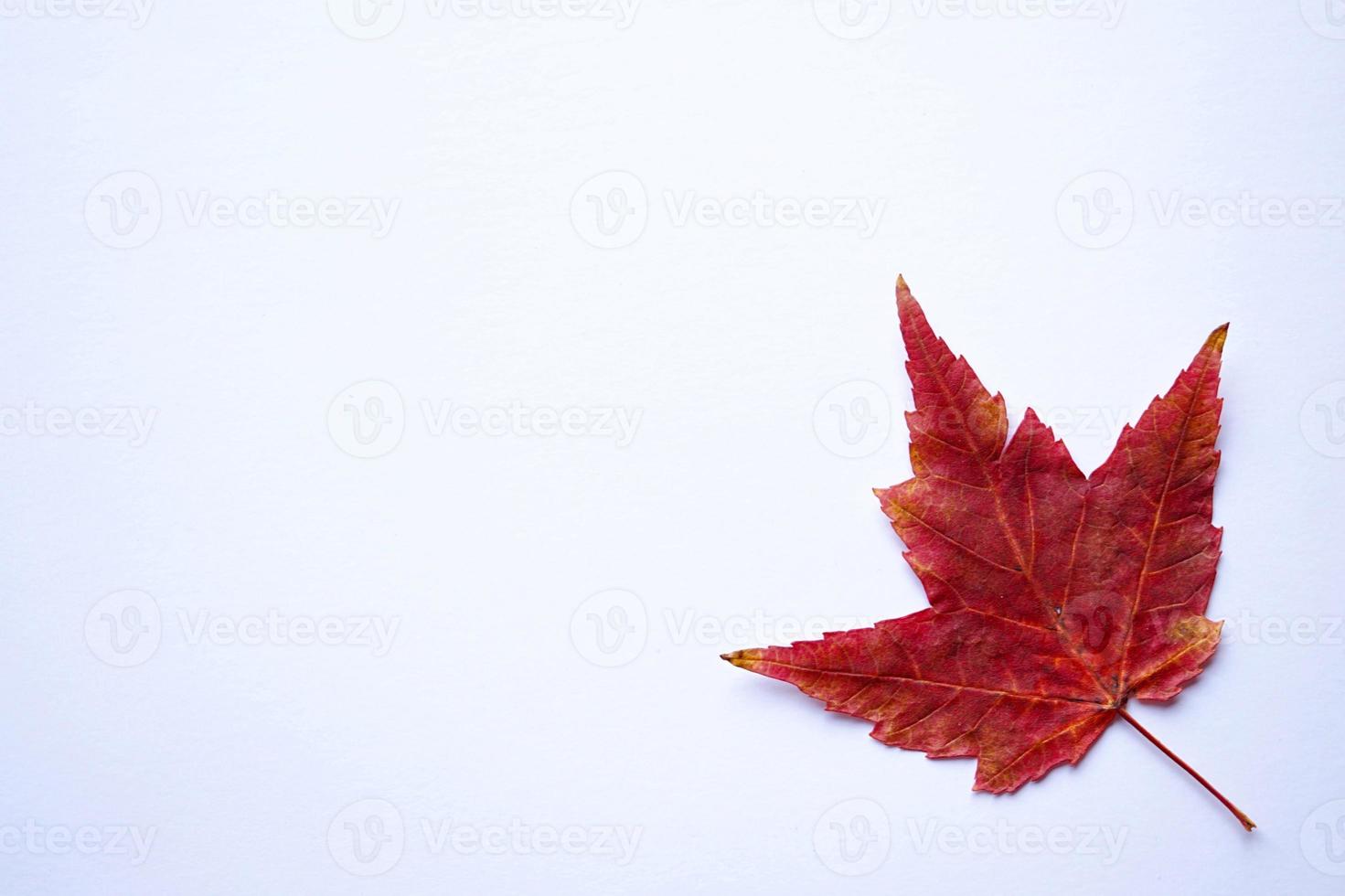 feuilles d'érable rouge sur fond blanc photo