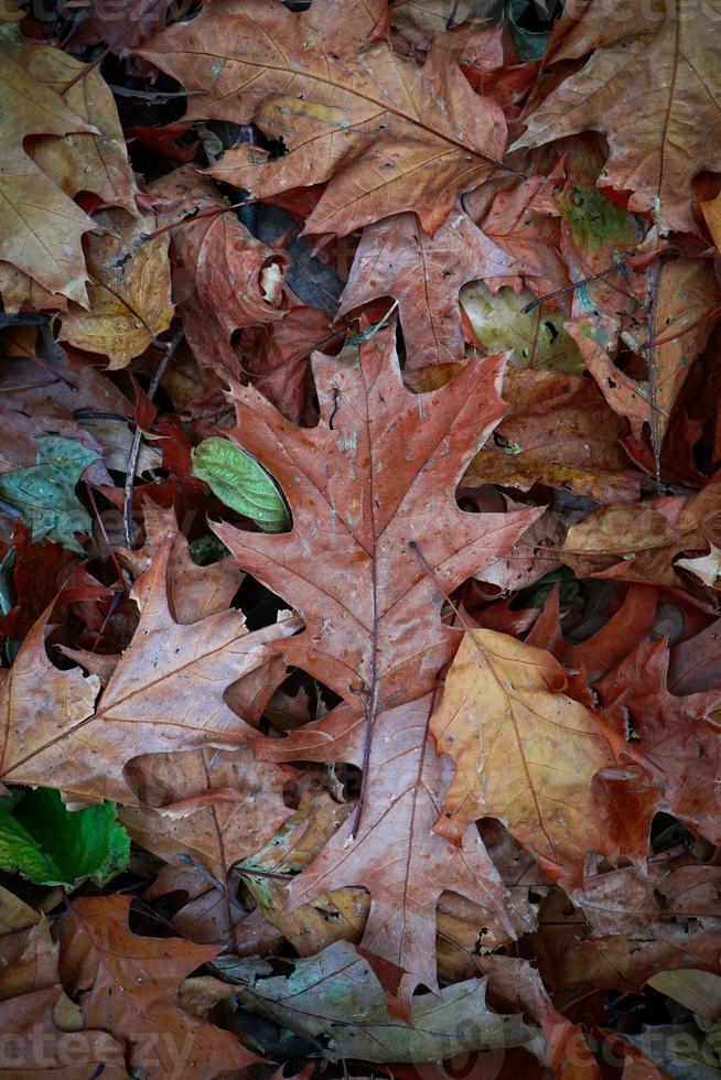 Fond de feuilles brunes sèches en saison d'automne photo