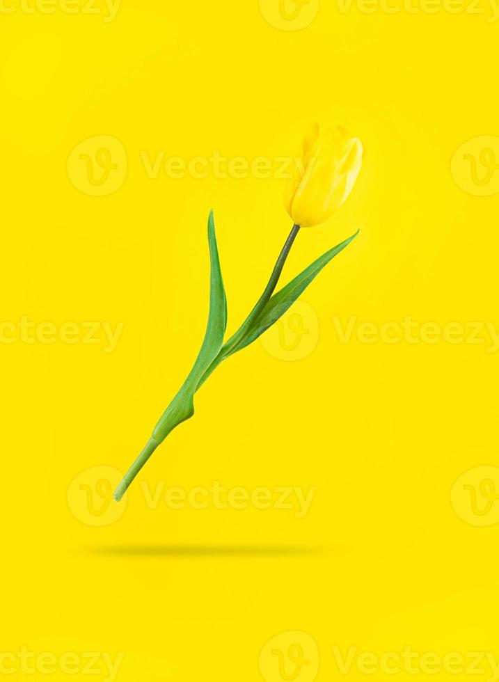 Lévitation Tulipe Jaune Avec Une Ombre Sous Elle Vacances Mimimaliste Photo