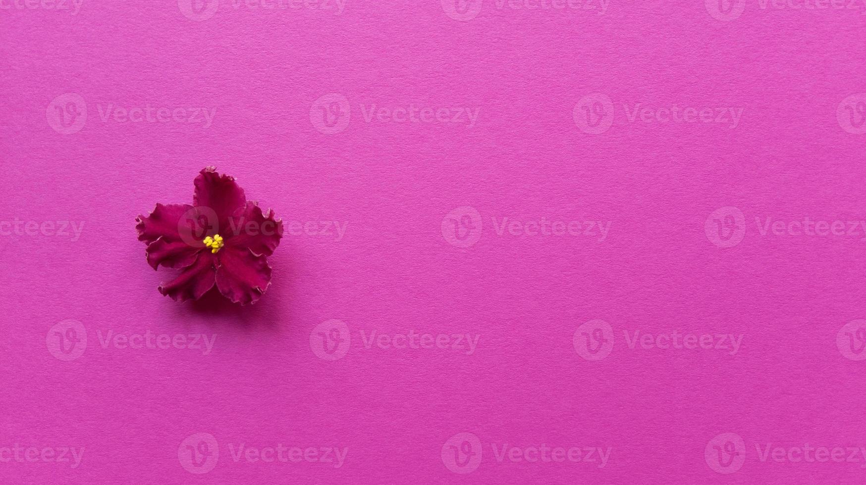 Fleur De Viola Carmin Sur Fond Rose Monochrome Simple Plat Poser Avec Texture Pastel Mode Eco Concept Photo