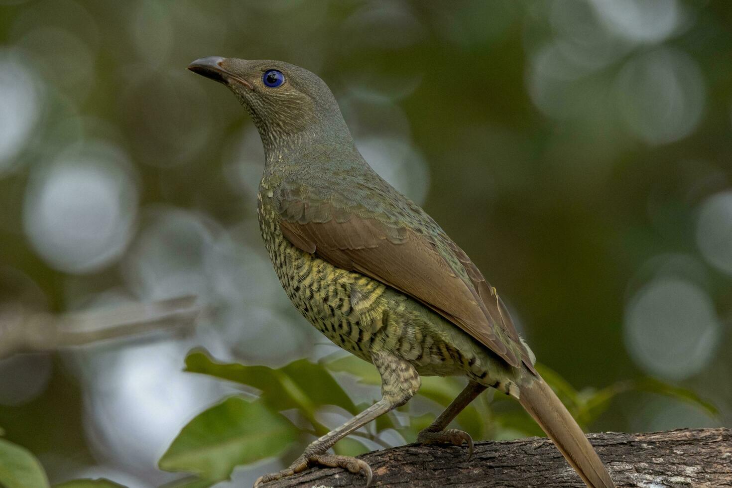 satin oiseau tordu dans Australie photo