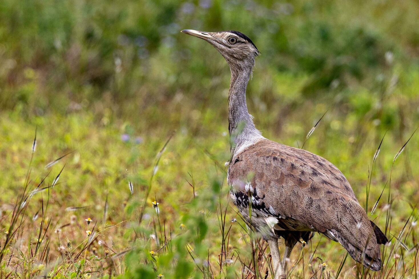 australien outarde oiseau photo