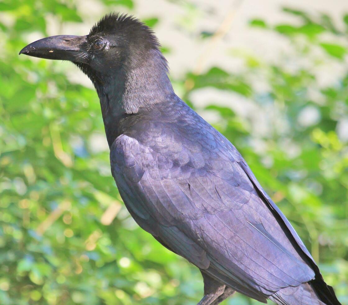 grand facturé corbeau photo